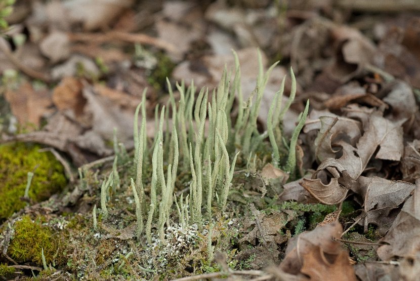 Cladonia coniocraea-1